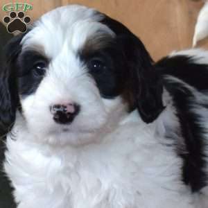 Spot, Mini Bernedoodle Puppy