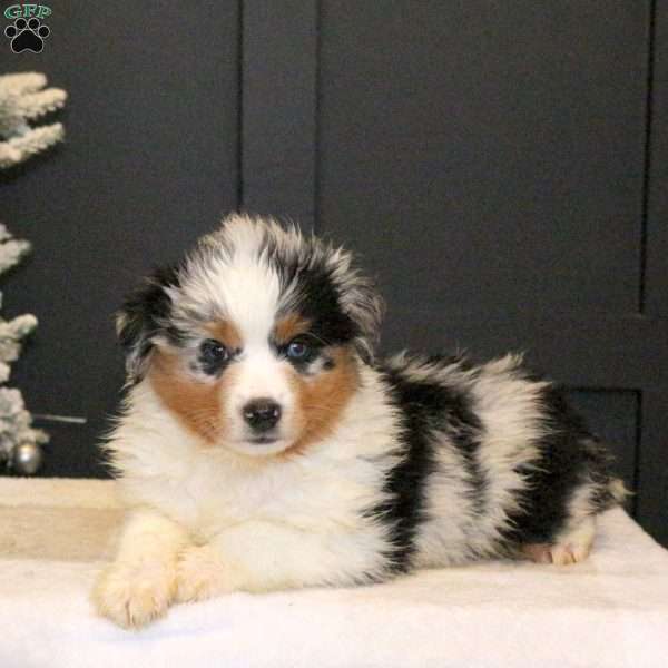 Sprinkle, Miniature Australian Shepherd Puppy