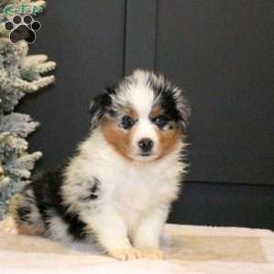 Sprinkle, Miniature Australian Shepherd Puppy