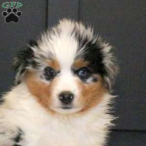 Sprinkle, Miniature Australian Shepherd Puppy