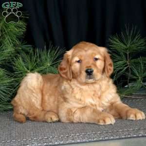 Sprinkles, Golden Retriever Puppy