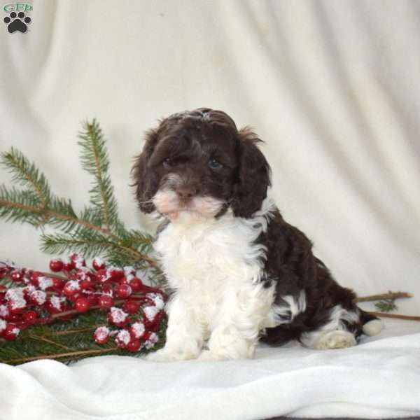 Sprinkles, Cockapoo Puppy