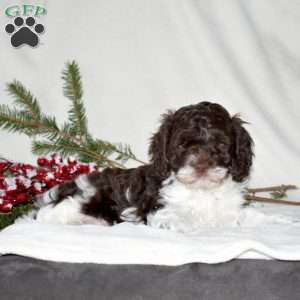 Sprinkles, Cockapoo Puppy