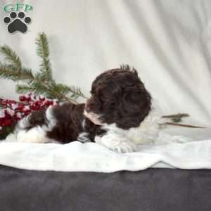 Sprinkles, Cockapoo Puppy