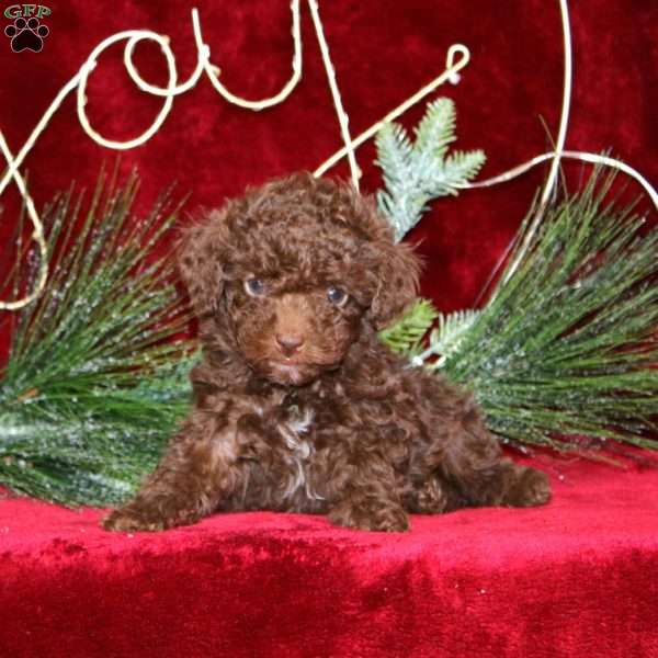 Sprinkles, Toy Poodle Puppy
