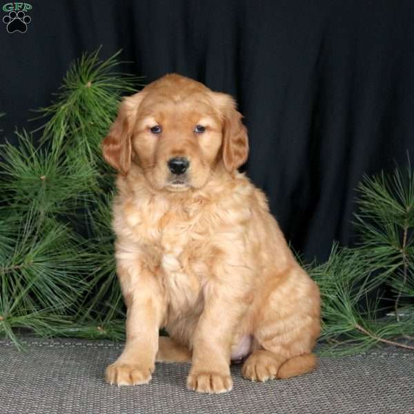 Sprinkles, Golden Retriever Puppy