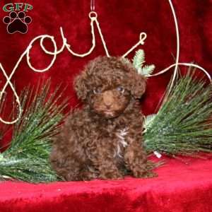 Sprinkles, Toy Poodle Puppy
