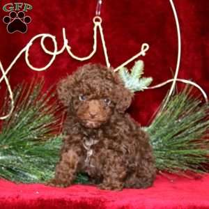 Sprinkles, Toy Poodle Puppy