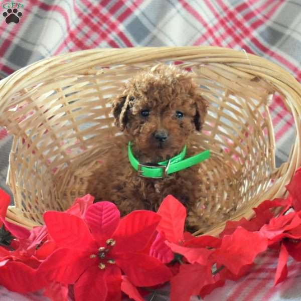 Sprout, Miniature Poodle Puppy