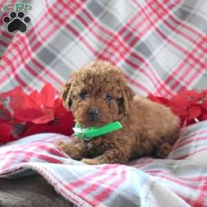 Sprout, Miniature Poodle Puppy