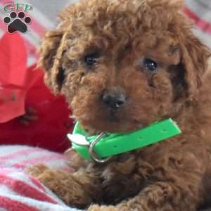 Sprout, Miniature Poodle Puppy