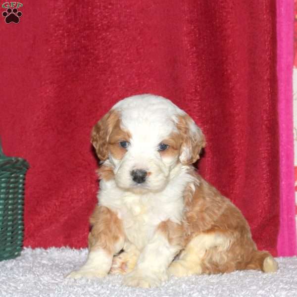 Spruce, Mini Bernedoodle Puppy
