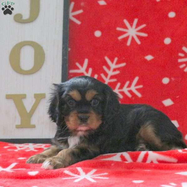 Spruce, Cavalier King Charles Spaniel Puppy