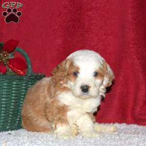 Spruce, Mini Bernedoodle Puppy