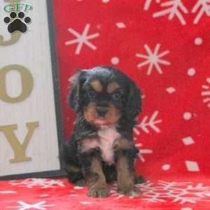 Spruce, Cavalier King Charles Spaniel Puppy