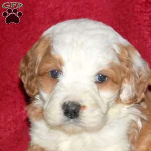 Spruce, Mini Bernedoodle Puppy