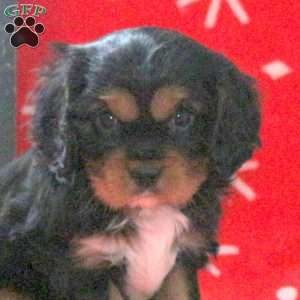 Spruce, Cavalier King Charles Spaniel Puppy