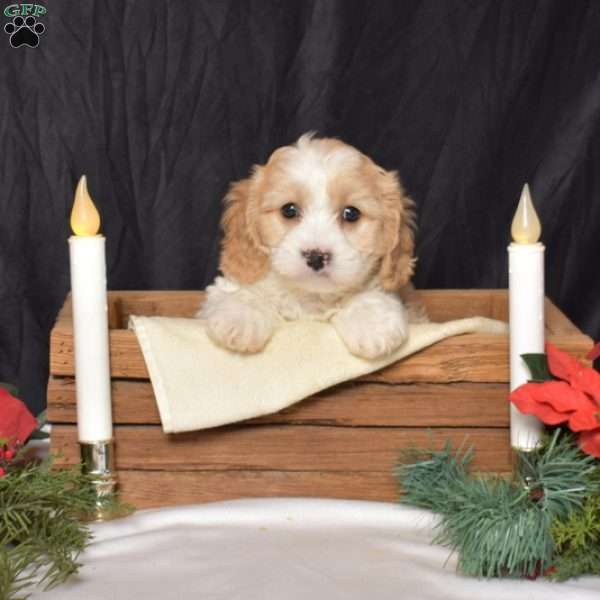 Squeaks, Cavachon Puppy