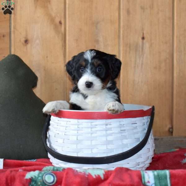 Stanley, Mini Bernedoodle Puppy