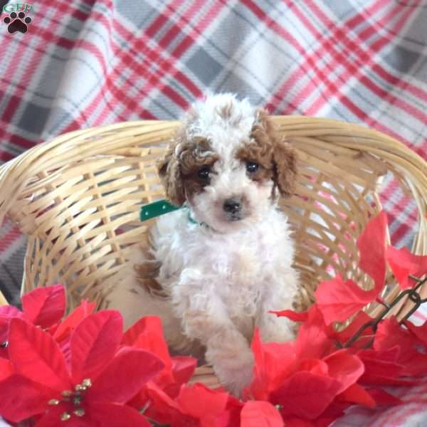 Stanley, Miniature Poodle Puppy