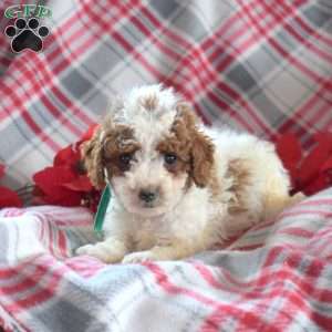 Stanley, Miniature Poodle Puppy