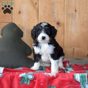 Stanley, Mini Bernedoodle Puppy