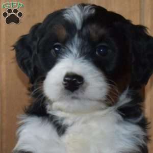 Stanley, Mini Bernedoodle Puppy