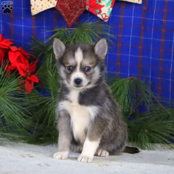 Stanley, Pomsky Puppy