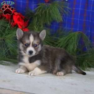 Stanley, Pomsky Puppy