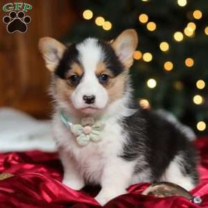 Star, Pembroke Welsh Corgi Puppy