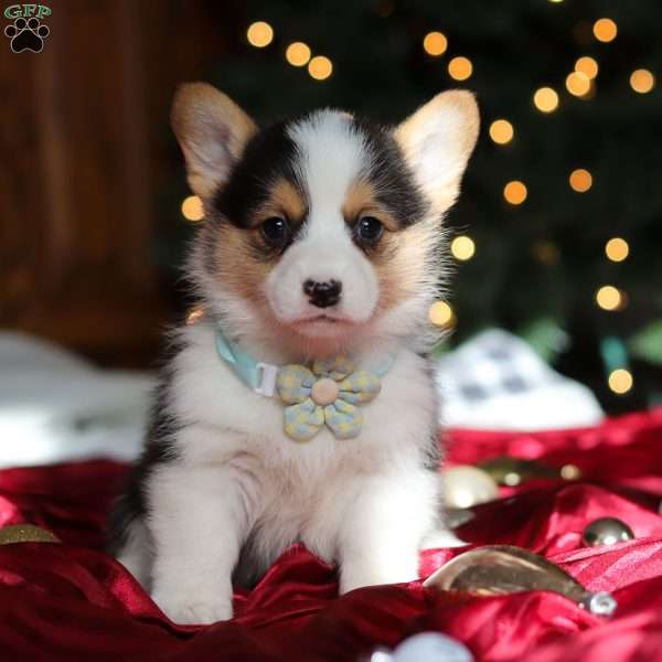 Star, Pembroke Welsh Corgi Puppy