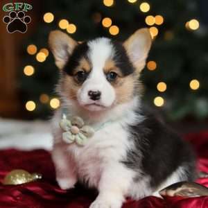 Star, Pembroke Welsh Corgi Puppy