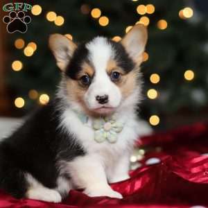Star, Pembroke Welsh Corgi Puppy