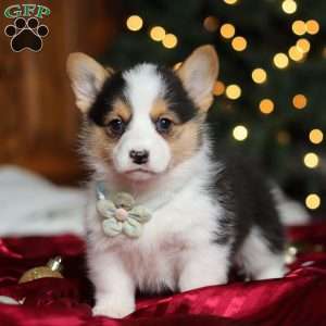 Star, Pembroke Welsh Corgi Puppy