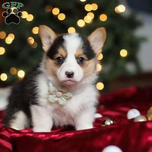 Star, Pembroke Welsh Corgi Puppy