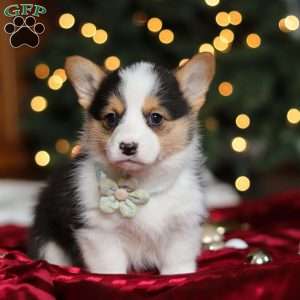 Star, Pembroke Welsh Corgi Puppy