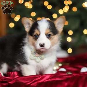 Star, Pembroke Welsh Corgi Puppy