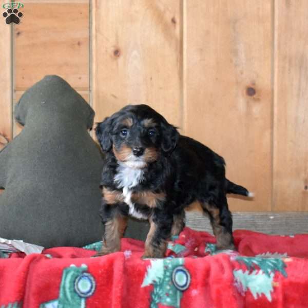 Star, Mini Bernedoodle Puppy