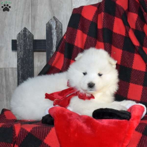 Star, Samoyed Puppy