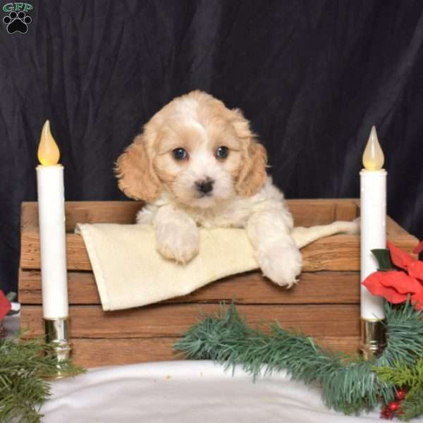 Star, Cavachon Puppy