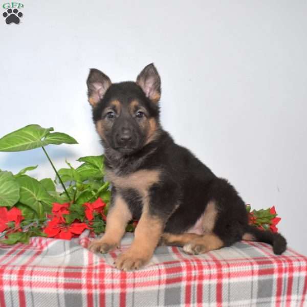 Star, German Shepherd Puppy