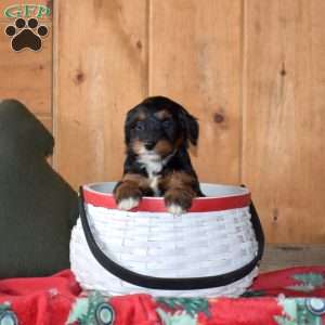 Star, Mini Bernedoodle Puppy