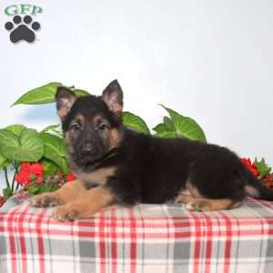 Star, German Shepherd Puppy