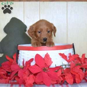 Star, Mini Goldendoodle Puppy