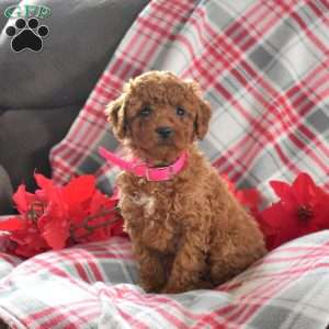 Star, Miniature Poodle Puppy