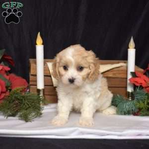 Star, Cavachon Puppy