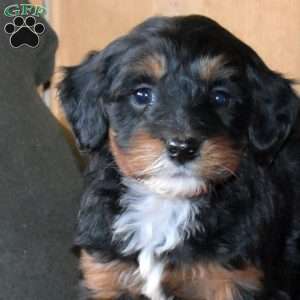 Star, Mini Bernedoodle Puppy