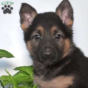 Star, German Shepherd Puppy