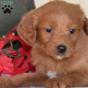 Star, Mini Goldendoodle Puppy