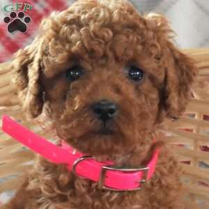 Star, Miniature Poodle Puppy